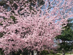 20130320-22 zenkoku sakura.jpg