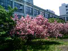 20060520 hanami 1.jpg